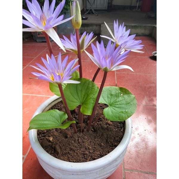 Củ hoa súng cạn(1củ) HOA TẾT kèm phân