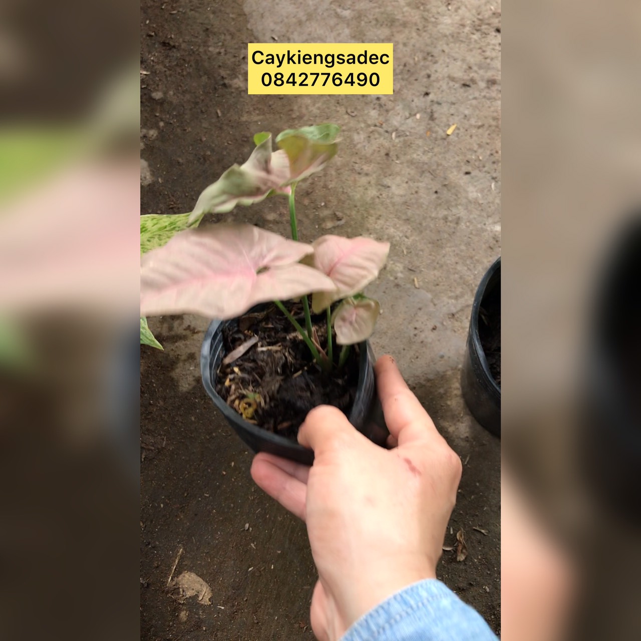 caykiengsadec combo 8 loại trầu bà