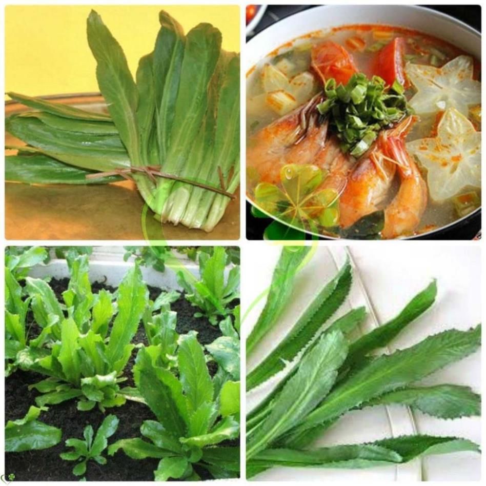Hạt giống ngò gai - gói 3 gram
