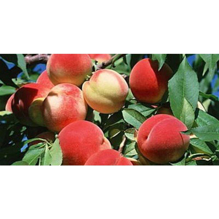 CÂY GIỐNG ĐÀO BÁT TIÊN NHẬT (ĐÀO TIÊN QUẢ ĐỎ)