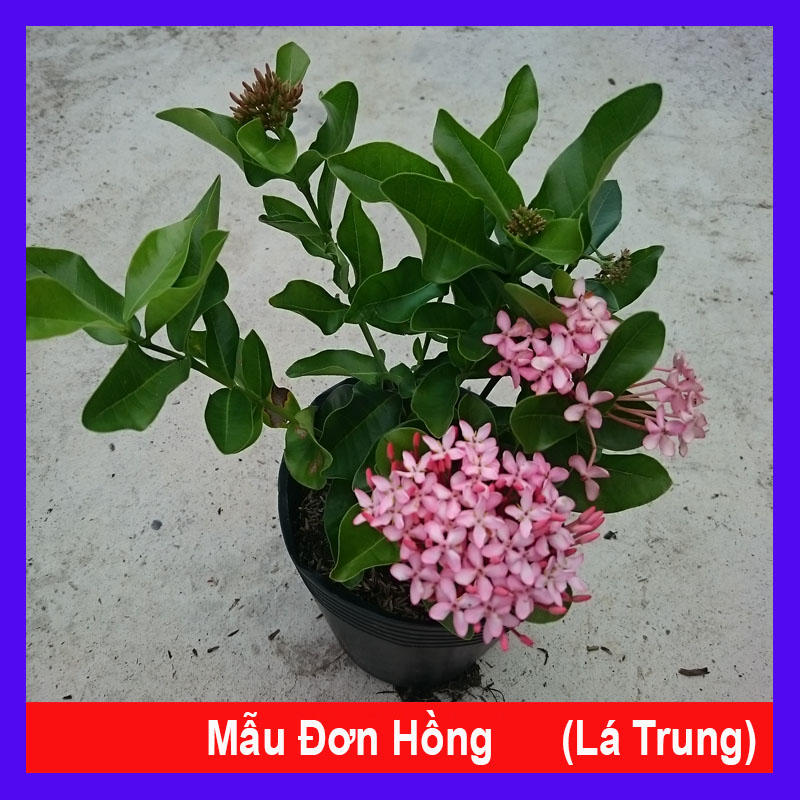 Cây Mẫu Đơn Hồng - cây bông trang hồng