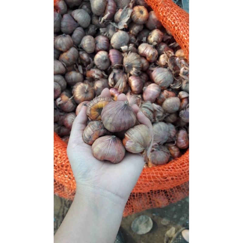 Củ hoa lay ơn ( củ hoa dơn) Hà Lan, đã được xử lý nấm