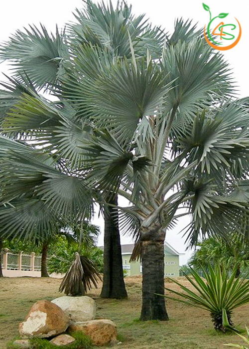 cây giống Cọ Bạc (kè bạc)
