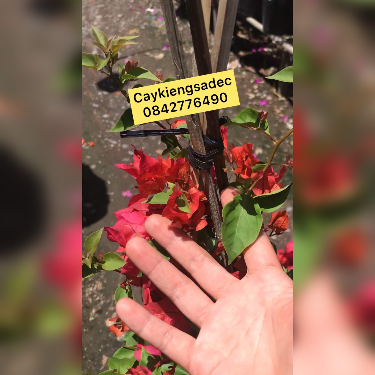cây hoa giấy thái caykiengsadec + tặng phân bón