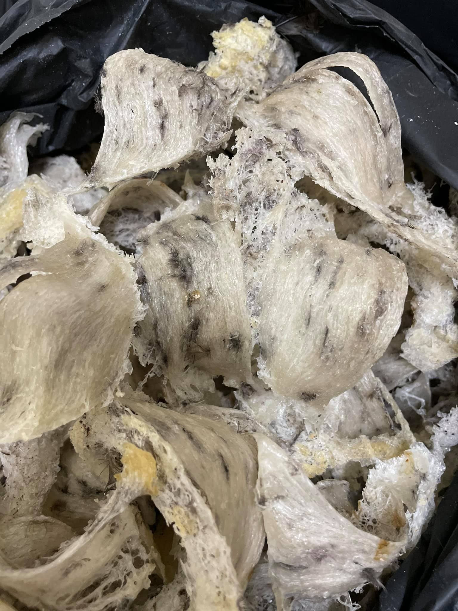 Yến thô tự nhiên 100gram cao cấp