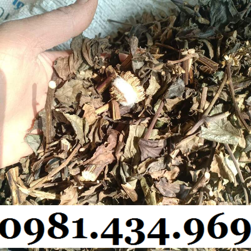 Cây Bầu Đất Khô 01KG Hàng Rừng Thơm