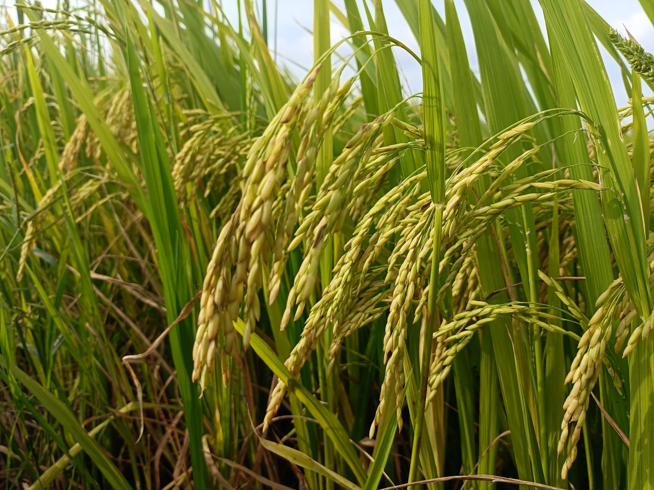 phân bón chắc hạt lúa chai  1L