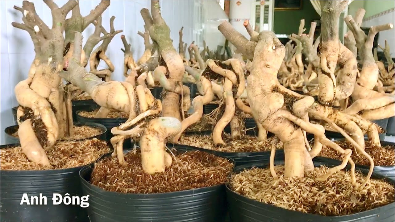 Phôi gốc Hoa giấy Mỹ bonsai