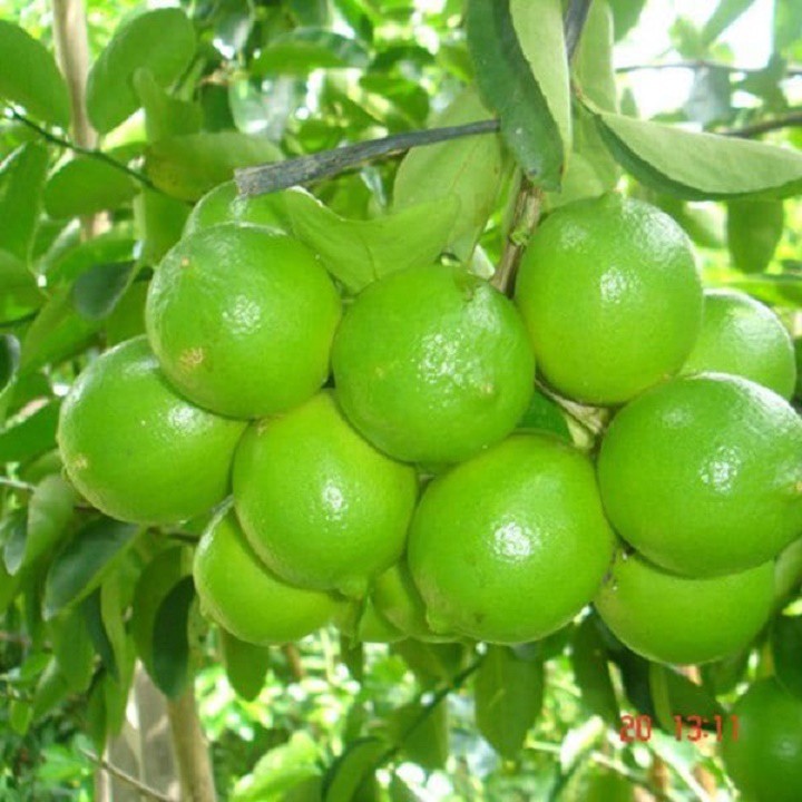 Cây giống chanh tứ quý