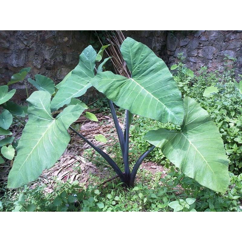 Cây giống khoai môn tím (khoai môn ngọt)