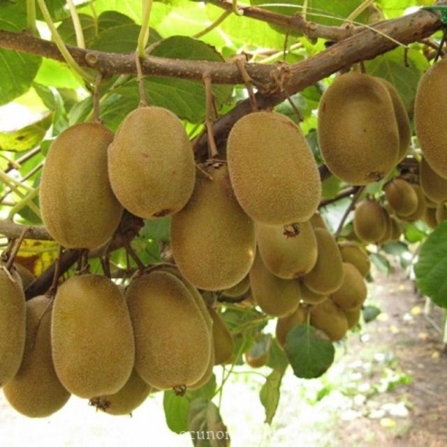 Hạt giống cây kiwi (gói 30 hạt, tặng kèm phân)