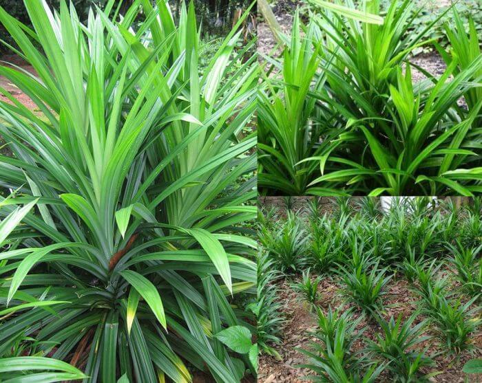 Cây lá Nếp thơm giống (lá dứa thơm, lá Nếp)- cây giống nhỏ
