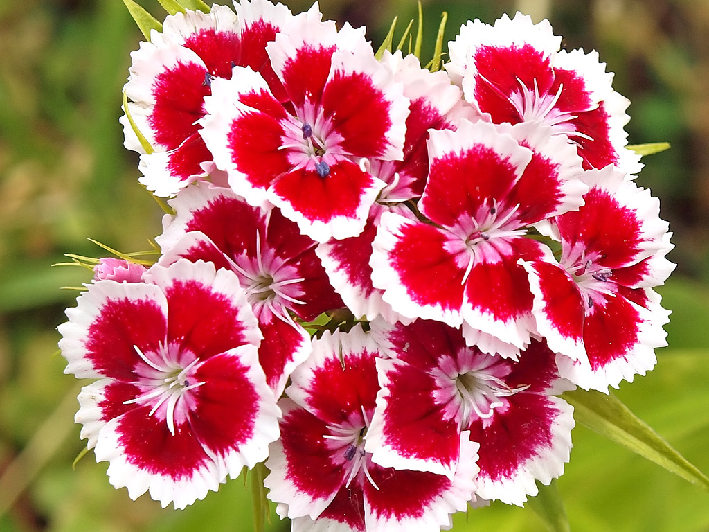 Phân Bón Lá Growmore 10-55-10+Te (Grow More 100g) - Phân NPK Siêu Lân Bloom