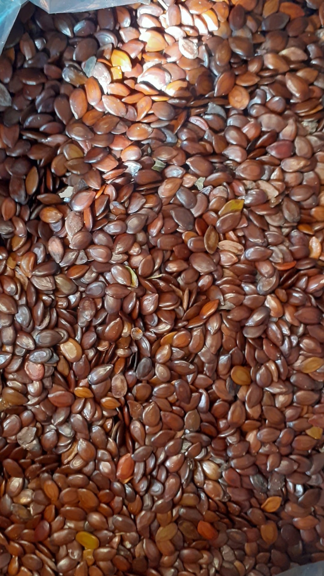 500 gram hạt giống cây keo dậu