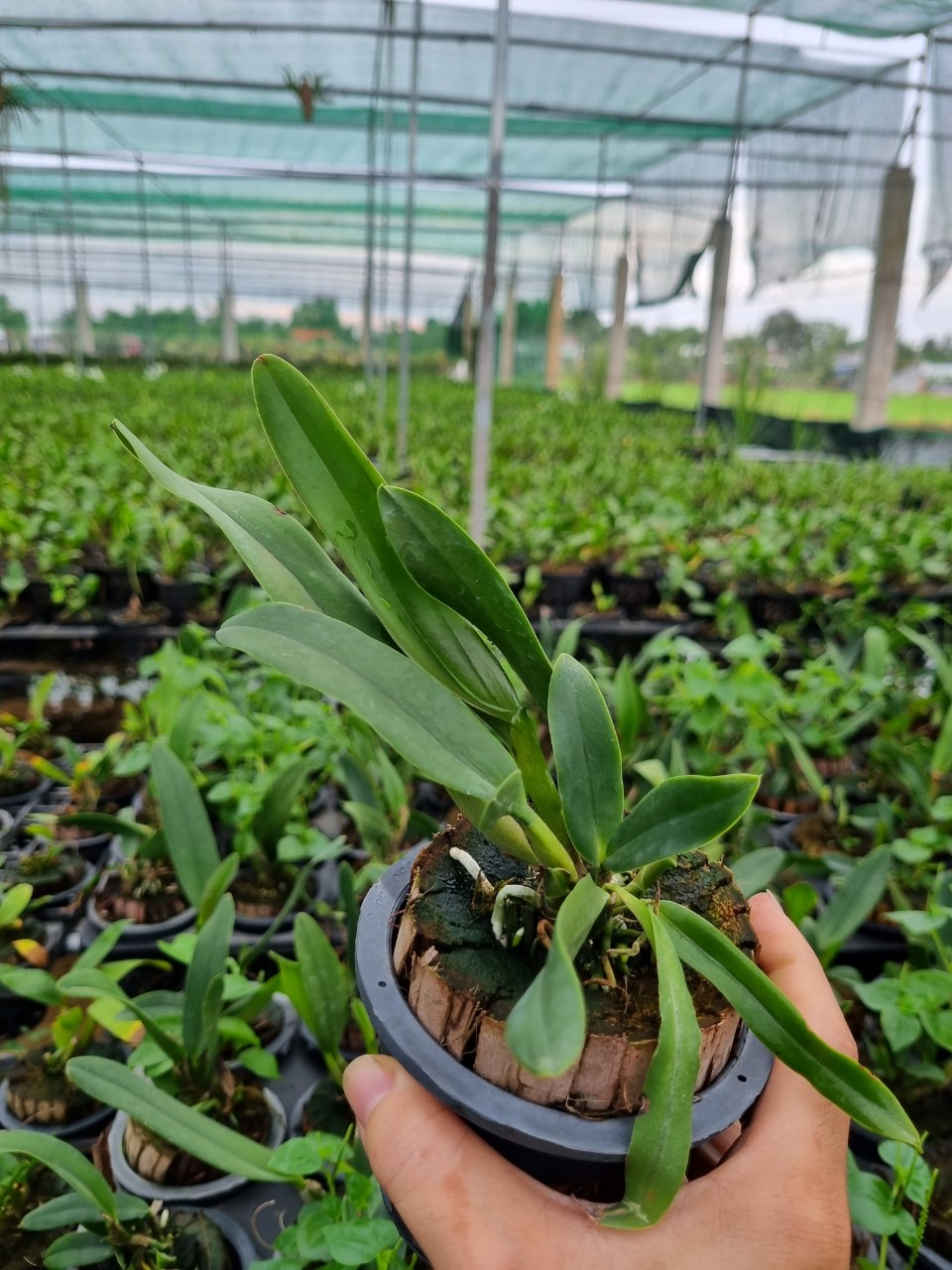 HOA LAN THIÊN THẦN LỬA