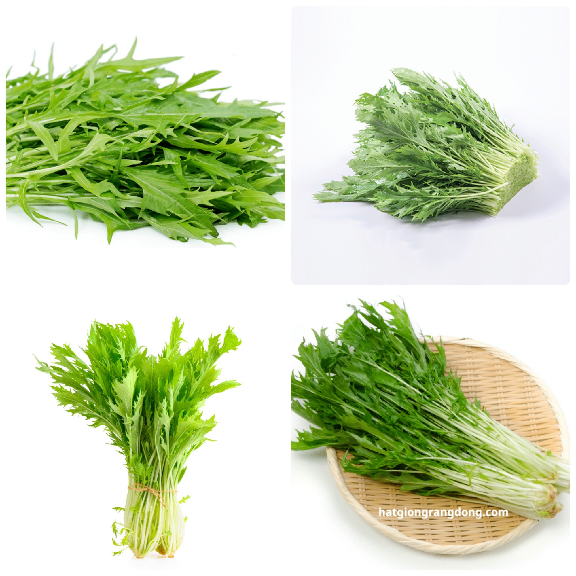 Hạt giống Cải Mizuna Nhật gói 5gr