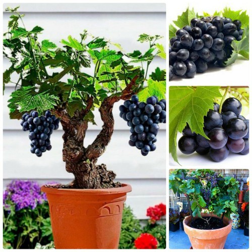 Hạt Giống Nho Lùn Pháp (tặng kèm phân bón)