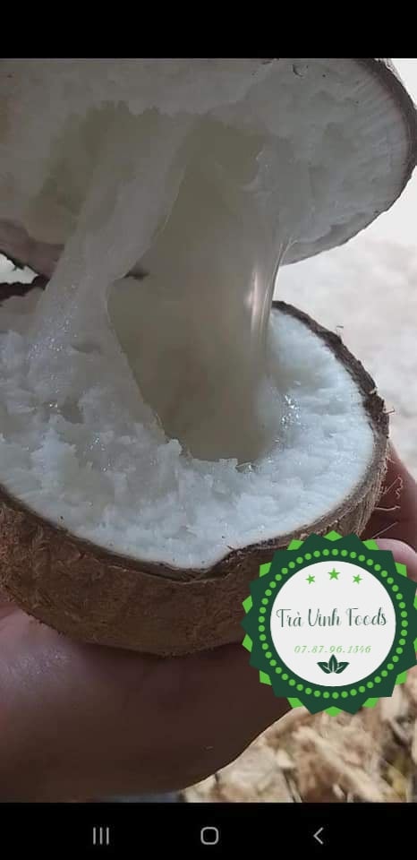 Dừa Sáp Cầu Kè Đặc Ruột 1.3kg