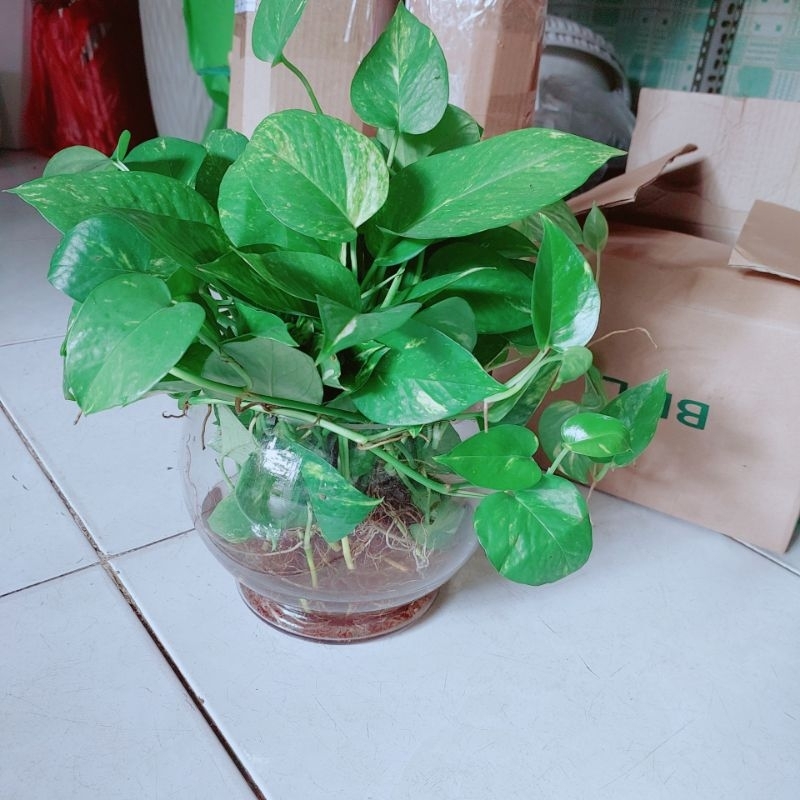 Chậu Trầu Bà Trồng Thủy Sinh