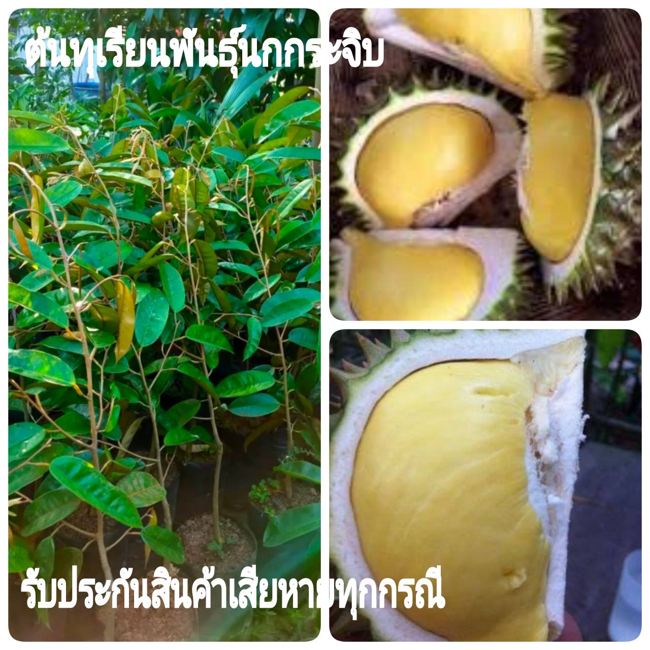 รวมกัน 96+ ภาพพื้นหลัง ทุเรียนนกหยิบ กับ นกกระจิบ ต่างกัน ยัง ไง อัปเดต