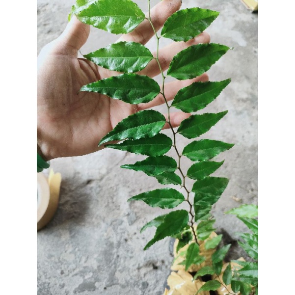 Cây giống cây mận quân(cây hống quân, cây bồ quân)