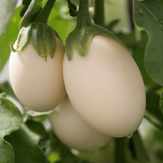 [Seeds] Hạt giống cà trứng ngỗng, đóng gói 0.5gr (khoảng 100 hạt)