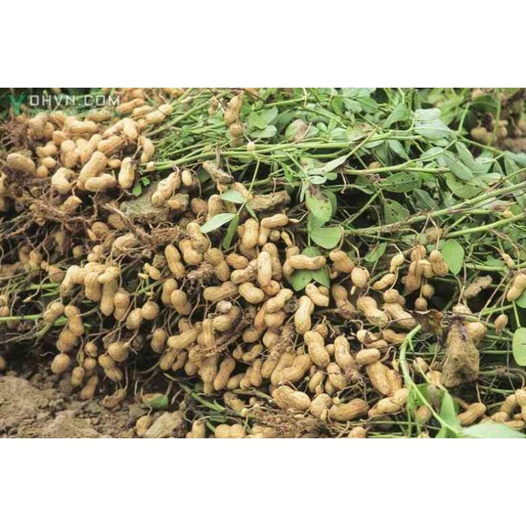 Lạc - Đậu Phộng Nhân Lạc Đỏ Tây Bắc 1Kg