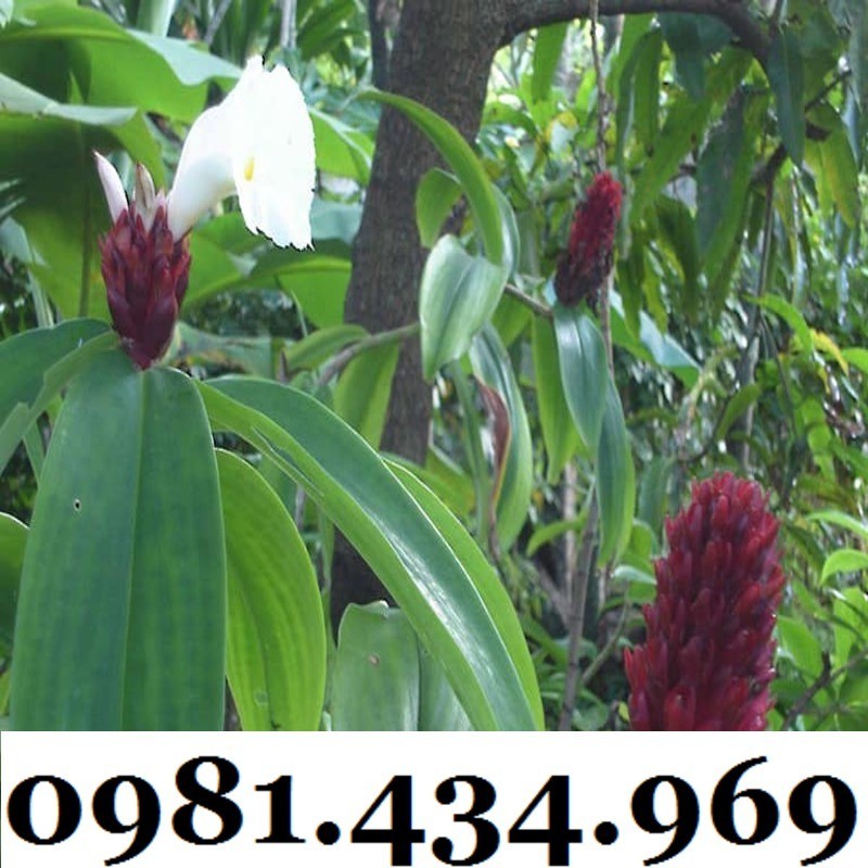 Củ Mía Dò (Cát Lồi) 01KG Tự Nhiên Chất Ngon