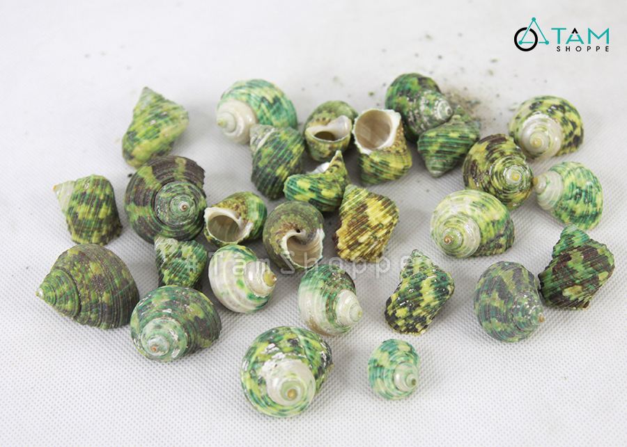 Vỏ ốc xanh trang trí phong cách biển hủ 230-240g HOS-11