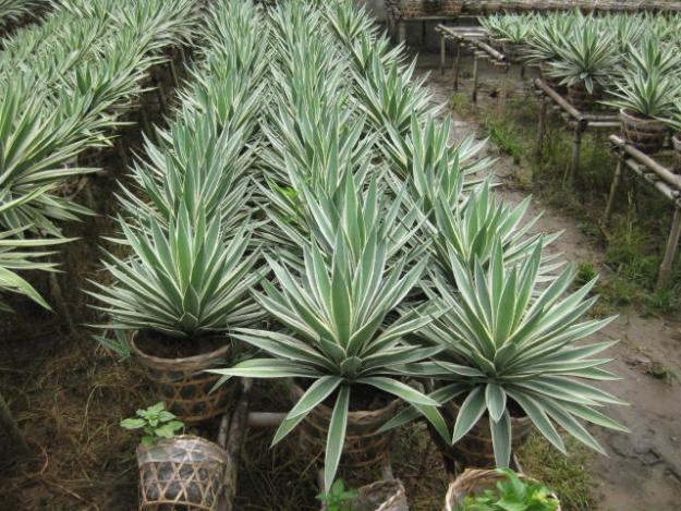 Cây Dứa Nam Mỹ- Dứa cảnh- size nhỏ 35-50cm