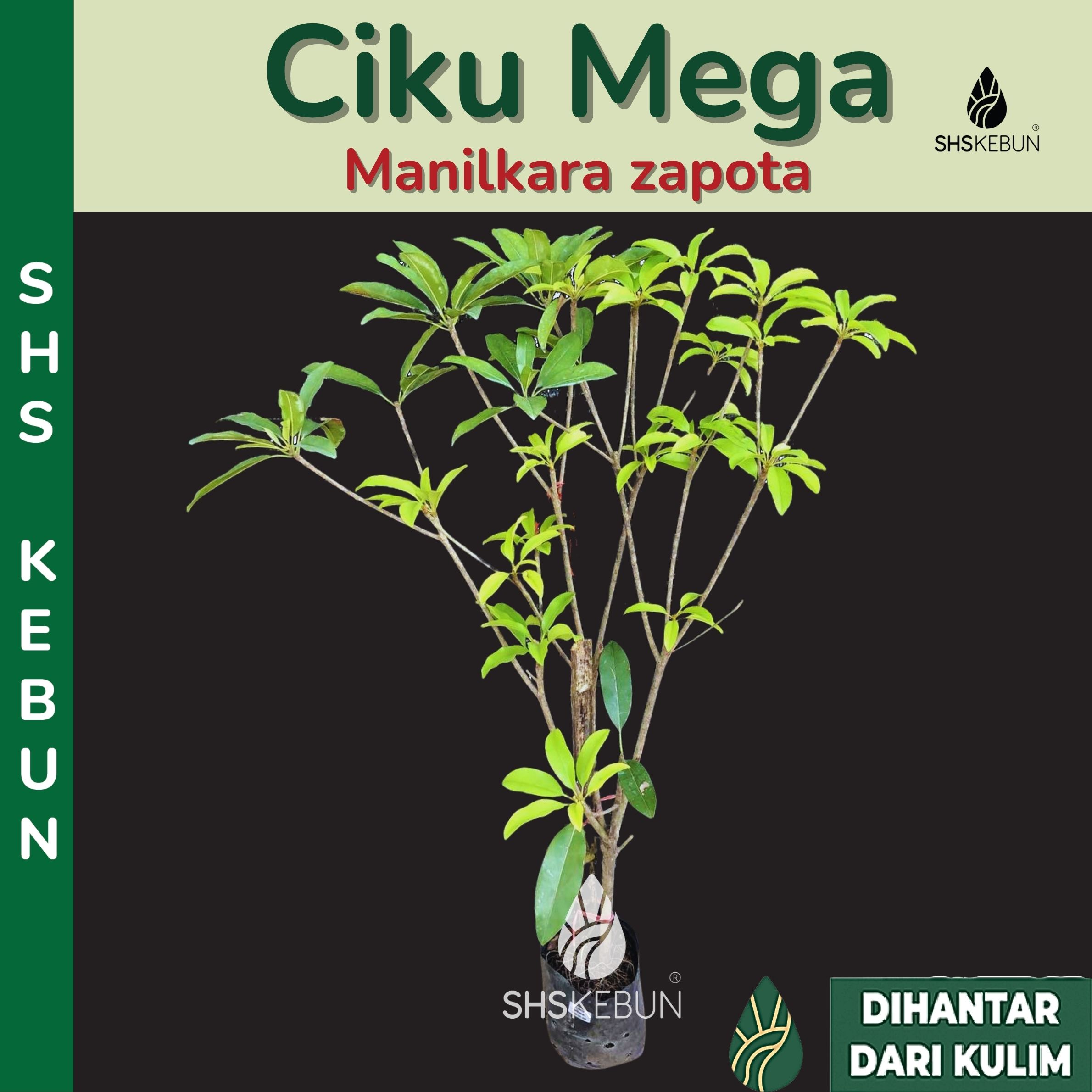 Pokok Buah Ciku Besar Ciku Mega SHS Kebun | Lazada