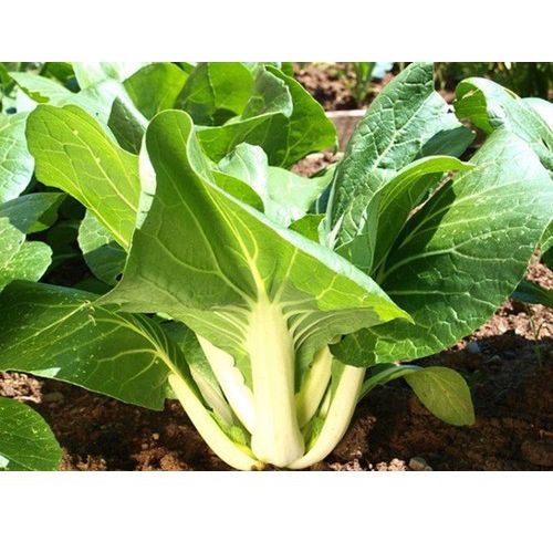 Hạt giống cải bẹ trắng - gói 20 gram