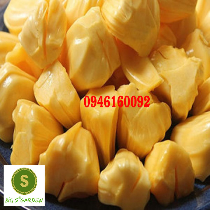 Cây Giống Mít Thướt Mã Lai Trái Dài