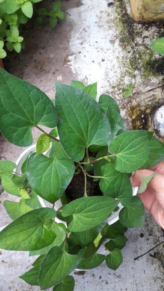 Hạt giống rau diếp cá - Gói 50 hạt