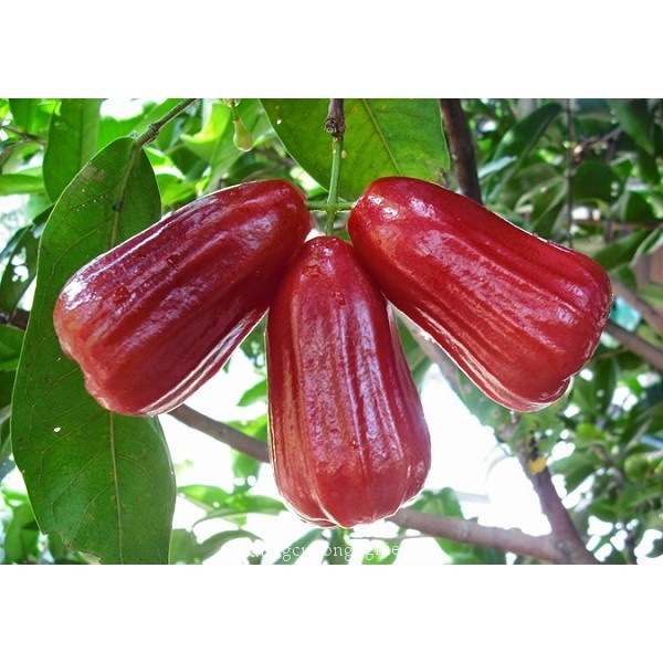Cây mận đỏ an phước ( cây roi đỏ An Phước)- cây giống