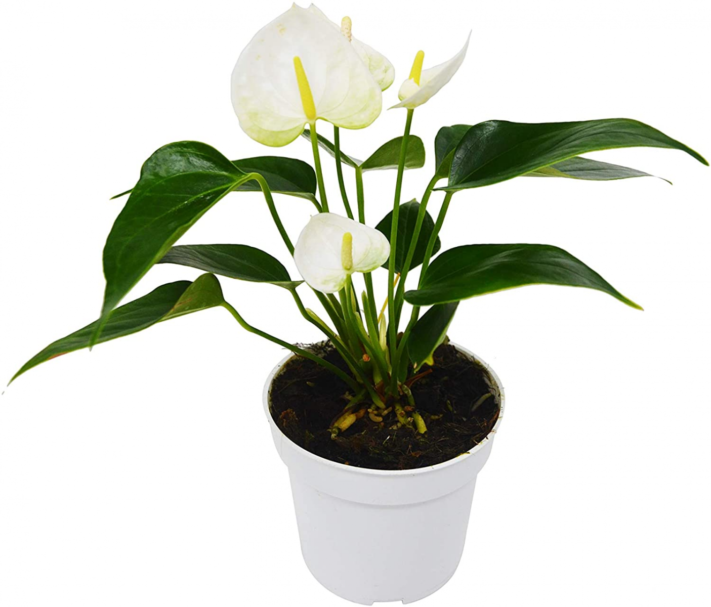 cây Hồng Môn trắng - cây phong thủy để bàn