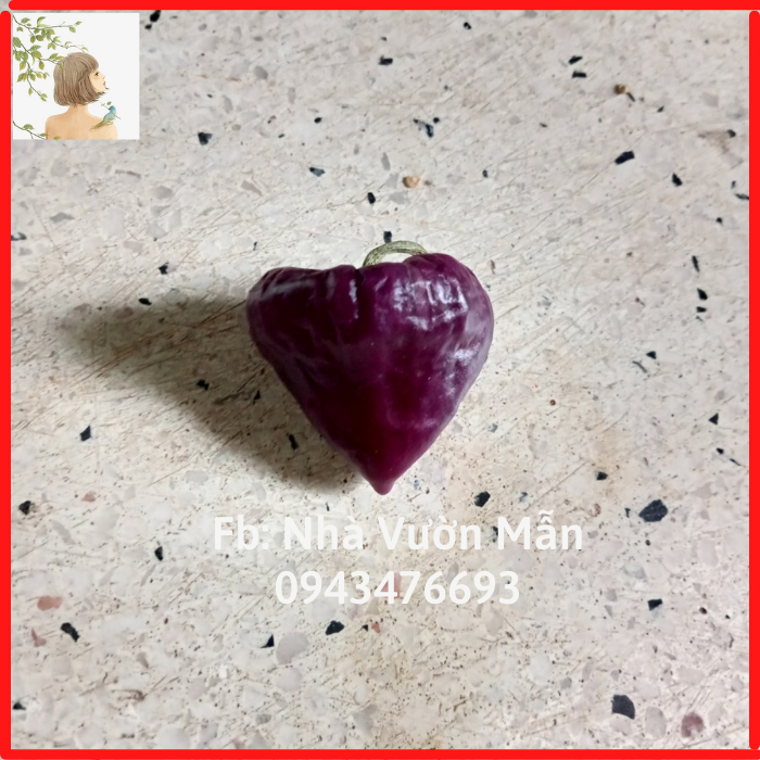 5 Hạt Ớt UFO Purple