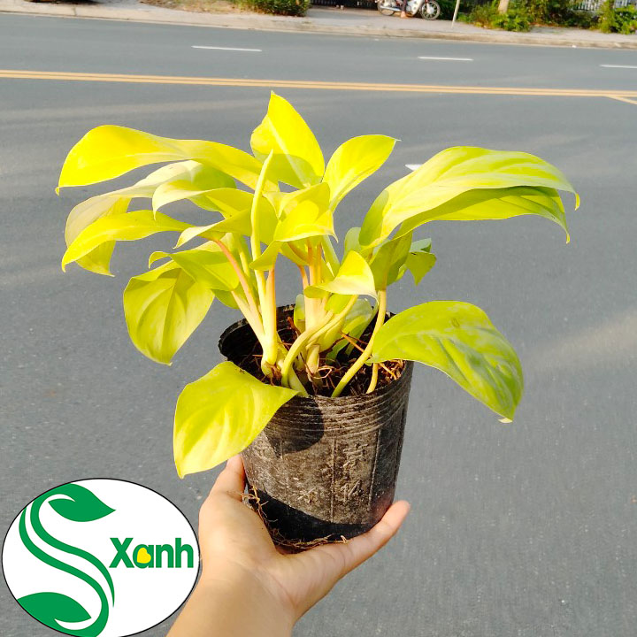 Cây Trầu Bà Vàng