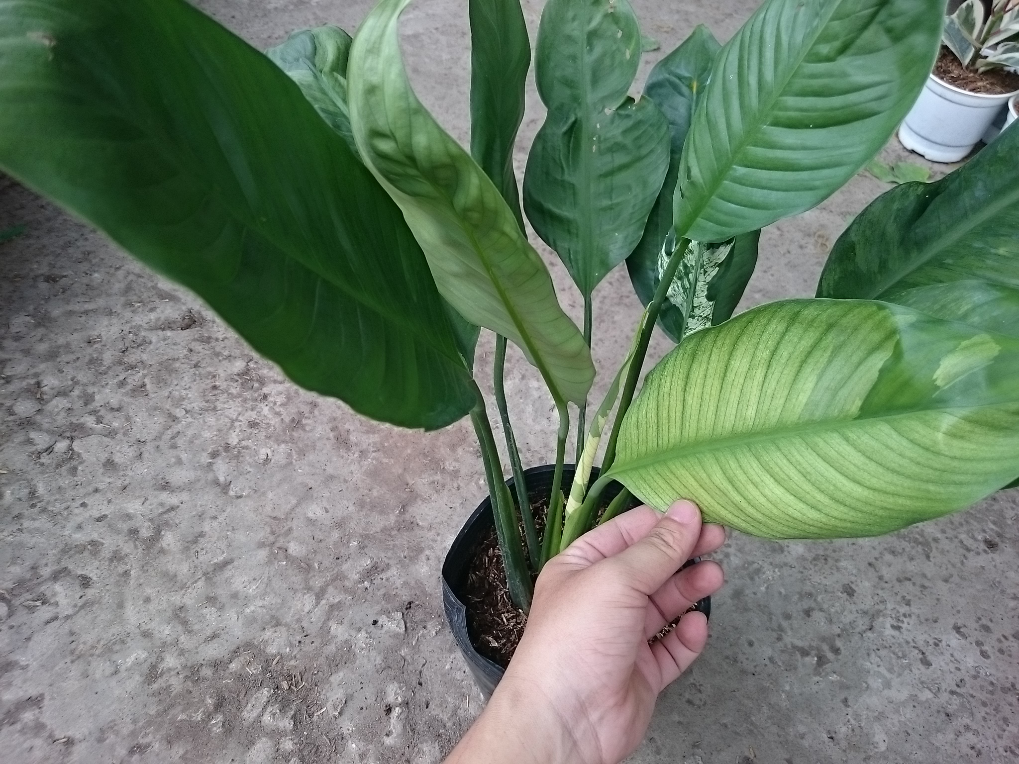 Cây Lan Ý Cẩm Thạch - cây cảnh để bàn