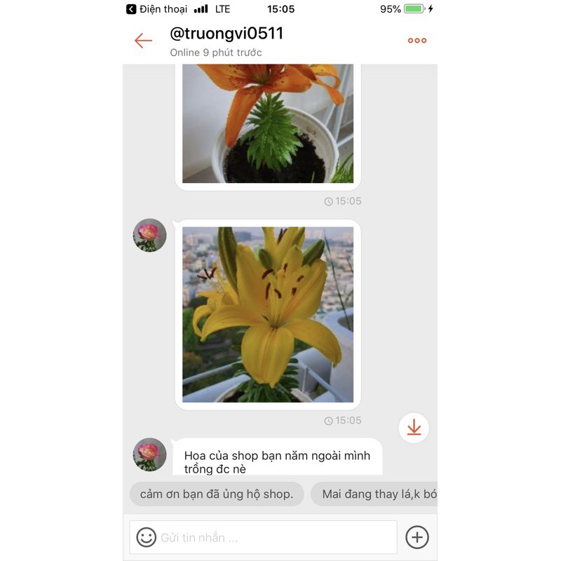 củ hoa ly lùn trồng 30 ngày có hoa(có 9 màu)