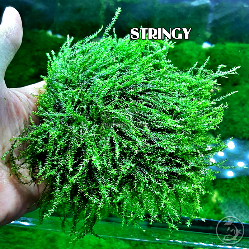 Rêu Stringy - Loài Rêu Thuỷ Sinh Độc Lạ - dùng Dán Lũa, Đá Trang Trí Bể Thuỷ Cá Thuỷ Sinh