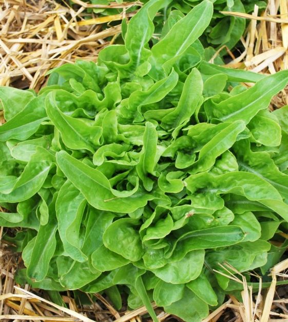 Hạt giống xà lách sồi xanh Oakleaf - gói 2 gram