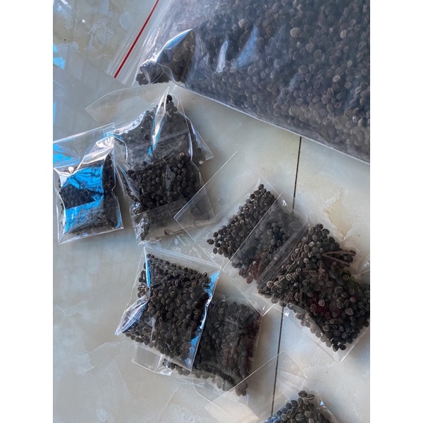 40k-200 hạt giống đu đủ đực lùn (siêu hoa)