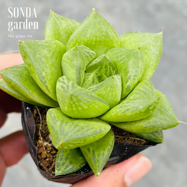 SEN ĐÁ NGỌC LÁ LỚN SIZE BÉ LỖI 1 ĐỔI 1