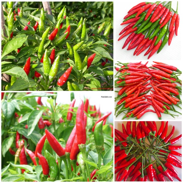 Hạt Giống Ớt Chỉ Thiên Siêu Cay 0.1gr