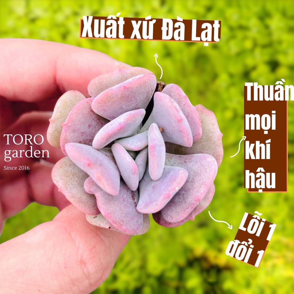 SEN ĐÁ CÚC TÍM SIZE MINI LỖI 1 ĐỔI 1