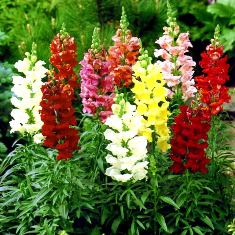 200 Hạt Giống Hoa Mõm Sói ( phi yến)
