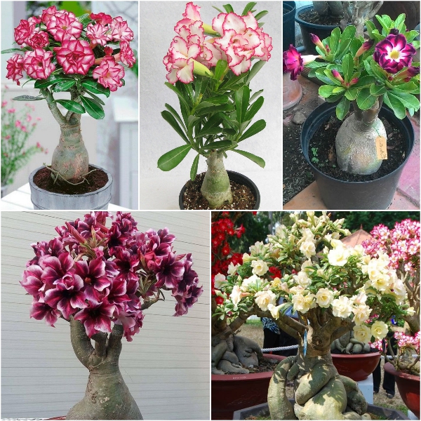 Hạt giống hoa Sứ Thái F1 - Gói 5 hạt