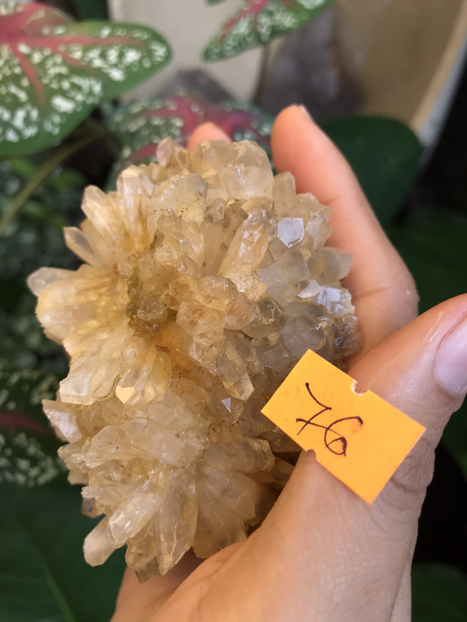 Đá thạch Anh vàng pha lê tự nhiên trong suốt vàng Citrine thanh tẩy thiền định tarot cực mạnh Clear Quartz Natural 76