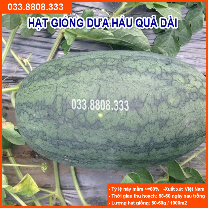 Hạt Giống Dưa Hấu F1 Quả Dài Đặc tính giống: Cây sinh trưởng mạnh và kháng bệnh tốt, quả dài, vỏ quả có sọc, vỏ mỏng và dai, thịt quả có màu đỏ đậm, rất ít hạt, ruột chắc, quả nặng 4 - 5 kg
